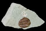 Ordovician Trilobite (Ampyxina) Fossil - Missouri #137248-1